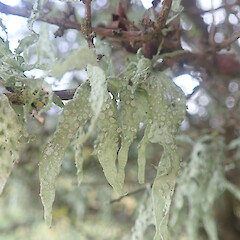 Locally abundant corticolous lichen on scrubby forest edge, Waimahaka Southland.<br>Photographer: Marley Ford, Date taken: 30/05/2022, Licence: <a target='_blank' href='https://creativecommons.org/licenses/by/4.0'>CC BY</a>. <a class='member-message' href='/nzpcn/why-join-nzpcn/' target='_blank'>Members can view a larger version of this image.</a>