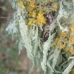 Locally abundant corticolous lichen on scrubby forest edge, Waimahaka Southland.<br>Photographer: Marley Ford, Date taken: 30/05/2022, Licence: <a target='_blank' href='https://creativecommons.org/licenses/by/4.0'>CC BY</a>. <a class='member-message' href='/nzpcn/why-join-nzpcn/' target='_blank'>Members can view a larger version of this image.</a>