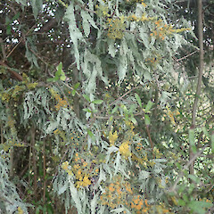Locally abundant corticolous lichen on scrubby forest edge, Waimahaka Southland.<br>Photographer: Marley Ford, Date taken: 30/05/2022, Licence: <a target='_blank' href='https://creativecommons.org/licenses/by/4.0'>CC BY</a>. <a class='member-message' href='/nzpcn/why-join-nzpcn/' target='_blank'>Members can view a larger version of this image.</a>