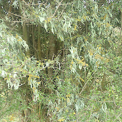 Locally abundant corticolous lichen on scrubby forest edge, Waimahaka Southland.<br>Photographer: Marley Ford, Date taken: 30/05/2022, Licence: <a target='_blank' href='https://creativecommons.org/licenses/by/4.0'>CC BY</a>. <a class='member-message' href='/nzpcn/why-join-nzpcn/' target='_blank'>Members can view a larger version of this image.</a>