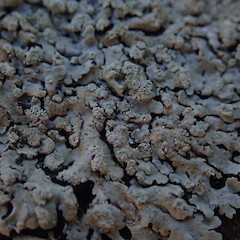 Physcia poncinsii