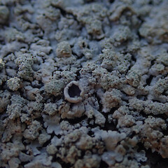 Corticolous on mangroves, Hokianga Far North.<br>Photographer: Marley Ford, Date taken: 14/11/2020, Licence: <a target='_blank' href='https://creativecommons.org/licenses/by/4.0'>CC BY</a>. <a class='member-message' href='/nzpcn/why-join-nzpcn/' target='_blank'>Members can view a larger version of this image.</a>