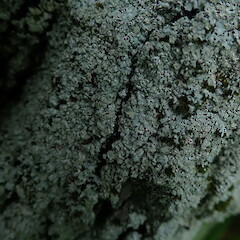 Corticolous at Kaihikatea base, Dipton Southland.<br>Photographer: Marley Ford, Date taken: 15/11/2019, Licence: <a target='_blank' href='https://creativecommons.org/licenses/by-nc/4.0'>CC BY-NC</a>. <a class='member-message' href='/nzpcn/why-join-nzpcn/' target='_blank'>Members can view a larger version of this image.</a>