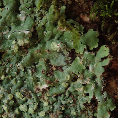 Corticolous on mahoe, Woodhill Kaipara.<br>Photographer: Marley Ford, Date taken: 06/12/2020, Licence: <a target='_blank' href='https://creativecommons.org/licenses/by/4.0'>CC BY</a>. <a class='member-message' href='/nzpcn/why-join-nzpcn/' target='_blank'>Members can view a larger version of this image.</a>