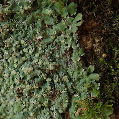 Corticolous on mahoe, Woodhill Kaipara.<br>Photographer: Marley Ford, Date taken: 06/12/2020, Licence: <a target='_blank' href='https://creativecommons.org/licenses/by/4.0'>CC BY</a>. <a class='member-message' href='/nzpcn/why-join-nzpcn/' target='_blank'>Members can view a larger version of this image.</a>