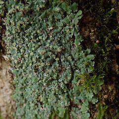 Corticolous on mahoe, Woodhill Kaipara.<br>Photographer: Marley Ford, Date taken: 06/12/2020, Licence: <a target='_blank' href='https://creativecommons.org/licenses/by/4.0'>CC BY</a>. <a class='member-message' href='/nzpcn/why-join-nzpcn/' target='_blank'>Members can view a larger version of this image.</a>