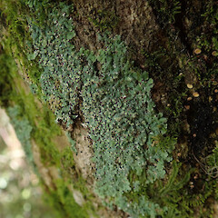 Corticolous on mahoe, Woodhill Kaipara.<br>Photographer: Marley Ford, Date taken: 06/12/2020, Licence: <a target='_blank' href='https://creativecommons.org/licenses/by/4.0'>CC BY</a>. <a class='member-message' href='/nzpcn/why-join-nzpcn/' target='_blank'>Members can view a larger version of this image.</a>