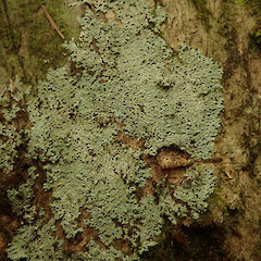 Corticolous on puriri, Hokianga Far North.<br>Photographer: Marley Ford, Date taken: 24/12/2020, Licence: <a target='_blank' href='https://creativecommons.org/licenses/by/4.0'>CC BY</a>. <a class='member-message' href='/nzpcn/why-join-nzpcn/' target='_blank'>Members can view a larger version of this image.</a>