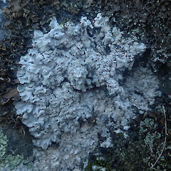 Physcia albata