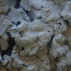 Saxicolous on coastal rock, Cape Palliser Wairarapa.<br>Photographer: Marley Ford, Date taken: 03/07/2022, Licence: <a target='_blank' href='https://creativecommons.org/licenses/by/4.0'>CC BY</a>. <a class='member-message' href='/nzpcn/why-join-nzpcn/' target='_blank'>Members can view a larger version of this image.</a>