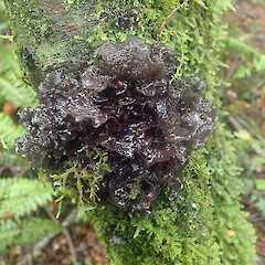Leptogium aucklandicum