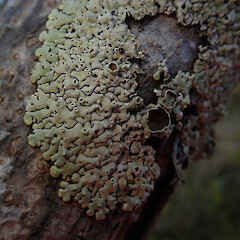 Corticolous on mangroves, South Head Kaipara.<br>Photographer: Marley Ford, Date taken: 23/07/2019, Licence: <a target='_blank' href='https://creativecommons.org/licenses/by/4.0'>CC BY</a>. <a class='member-message' href='/nzpcn/why-join-nzpcn/' target='_blank'>Members can view a larger version of this image.</a>