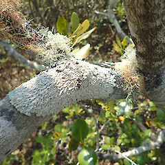 Corticolous on mangroves, Mangawhai Kaipara.<br>Photographer: Marley Ford, Date taken: 02/02/2020, Licence: <a target='_blank' href='https://creativecommons.org/licenses/by/4.0'>CC BY</a>. <a class='member-message' href='/nzpcn/why-join-nzpcn/' target='_blank'>Members can view a larger version of this image.</a>