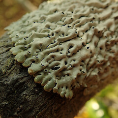 Corticolous on mangroves, Mangawhai Kaipara.<br>Photographer: Marley Ford, Date taken: 02/02/2022, Licence: <a target='_blank' href='https://creativecommons.org/licenses/by/4.0'>CC BY</a>. <a class='member-message' href='/nzpcn/why-join-nzpcn/' target='_blank'>Members can view a larger version of this image.</a>