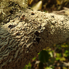 Corticolous on mangroves, Mangawhai Kaipara.<br>Photographer: Marley Ford, Date taken: 02/02/2020, Licence: <a target='_blank' href='https://creativecommons.org/licenses/by/4.0'>CC BY</a>. <a class='member-message' href='/nzpcn/why-join-nzpcn/' target='_blank'>Members can view a larger version of this image.</a>