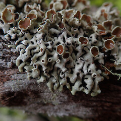 Corticolous, Hunua Auckland.<br>Photographer: Marley Ford, Date taken: 10/12/2020, Licence: <a target='_blank' href='https://creativecommons.org/licenses/by/4.0'>CC BY</a>. <a class='member-message' href='/nzpcn/why-join-nzpcn/' target='_blank'>Members can view a larger version of this image.</a>