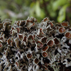 Corticolous, Hunua Auckland.<br>Photographer: Marley Ford, Date taken: 10/12/2020, Licence: <a target='_blank' href='https://creativecommons.org/licenses/by/4.0'>CC BY</a>. <a class='member-message' href='/nzpcn/why-join-nzpcn/' target='_blank'>Members can view a larger version of this image.</a>