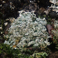On Cladonia enantia squamules on basalt rock wall, Mt Eden Auckland.<br>Photographer: Marley Ford, Date taken: 27/07/2022, Licence: <a target='_blank' href='https://creativecommons.org/licenses/by/4.0'>CC BY</a>. <a class='member-message' href='/nzpcn/why-join-nzpcn/' target='_blank'>Members can view a larger version of this image.</a>