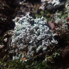 On Cladonia enantia squamules on basalt rock wall, Mt Eden Auckland.<br>Photographer: Marley Ford, Date taken: 27/07/2022, Licence: <a target='_blank' href='https://creativecommons.org/licenses/by/4.0'>CC BY</a>. <a class='member-message' href='/nzpcn/why-join-nzpcn/' target='_blank'>Members can view a larger version of this image.</a>
