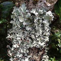 Dunsdale Reserve, Southland.<br>Photographer: Melissa Hutchison, Date taken: 18/11/2019, Licence: <a target='_blank' href='https://creativecommons.org/licenses/by-nc/4.0'>CC BY-NC</a>. <a class='member-message' href='/nzpcn/why-join-nzpcn/' target='_blank'>Members can view a larger version of this image.</a>
