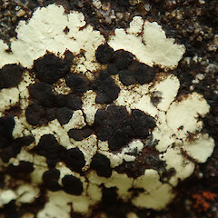 Poeltiaria coromandelica