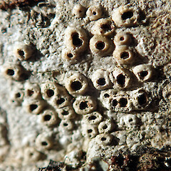 Thelotrema lepadinum