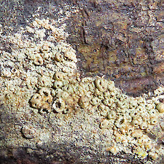 Okura Bush Scenic Reserve.<br>Photographer: Peter J de Lange, Licence: Public domain. <a class='member-message' href='/nzpcn/why-join-nzpcn/' target='_blank'>Members can view a larger version of this image.</a>
