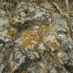Terricolous on sandstone, Waimata Gisborne.<br>Photographer: Marley Ford, Date taken: 27/01/2022, Licence: <a target='_blank' href='https://creativecommons.org/licenses/by/4.0'>CC BY</a>. <a class='member-message' href='/nzpcn/why-join-nzpcn/' target='_blank'>Members can view a larger version of this image.</a>