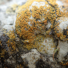 Terricolous on sandstone, Waimata Gisborne.<br>Photographer: Marley Ford, Date taken: 27/01/2022, Licence: <a target='_blank' href='https://creativecommons.org/licenses/by/4.0'>CC BY</a>. <a class='member-message' href='/nzpcn/why-join-nzpcn/' target='_blank'>Members can view a larger version of this image.</a>