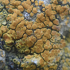 Terricolous on sandstone, Waimata Gisborne.<br>Photographer: Marley Ford, Date taken: 27/01/2022, Licence: <a target='_blank' href='https://creativecommons.org/licenses/by/4.0'>CC BY</a>. <a class='member-message' href='/nzpcn/why-join-nzpcn/' target='_blank'>Members can view a larger version of this image.</a>