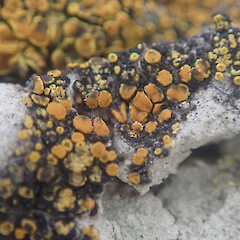 Terricolous on sandstone, Waimata Gisborne.<br>Photographer: Marley Ford, Date taken: 27/01/2022, Licence: <a target='_blank' href='https://creativecommons.org/licenses/by/4.0'>CC BY</a>. <a class='member-message' href='/nzpcn/why-join-nzpcn/' target='_blank'>Members can view a larger version of this image.</a>