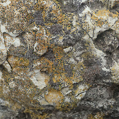 Terricolous on sandstone, Waimata Gisborne.<br>Photographer: Marley Ford, Date taken: 27/01/2022, Licence: <a target='_blank' href='https://creativecommons.org/licenses/by/4.0'>CC BY</a>. <a class='member-message' href='/nzpcn/why-join-nzpcn/' target='_blank'>Members can view a larger version of this image.</a>