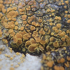 Austroplaca cirrochrooides