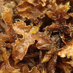 Terricolous, Castle Hill Canterbury.<br>Photographer: Marley Ford, Date taken: 21/02/2020, Licence: <a target='_blank' href='https://creativecommons.org/licenses/by/4.0'>CC BY</a>. <a class='member-message' href='/nzpcn/why-join-nzpcn/' target='_blank'>Members can view a larger version of this image.</a>