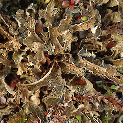 Pseudocyphellaria maculata