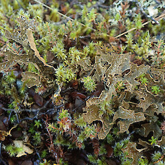 Terricolous, Arthurs Pass Canterbury.<br>Photographer: Melissa Hutchison, Date taken: 06/06/2022, Licence: <a target='_blank' href='https://creativecommons.org/licenses/by/4.0'>CC BY</a>. <a class='member-message' href='/nzpcn/why-join-nzpcn/' target='_blank'>Members can view a larger version of this image.</a>