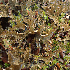 Terricolous, Arthurs Pass Canterbury.<br>Photographer: Melissa Hutchison, Date taken: 06/06/2022, Licence: <a target='_blank' href='https://creativecommons.org/licenses/by/4.0'>CC BY</a>. <a class='member-message' href='/nzpcn/why-join-nzpcn/' target='_blank'>Members can view a larger version of this image.</a>