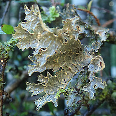 Corticolous, Dean Burn Southland.<br>Photographer: Melissa Hutchison, Date taken: 27/05/2022, Licence: <a target='_blank' href='https://creativecommons.org/licenses/by/4.0'>CC BY</a>. <a class='member-message' href='/nzpcn/why-join-nzpcn/' target='_blank'>Members can view a larger version of this image.</a>