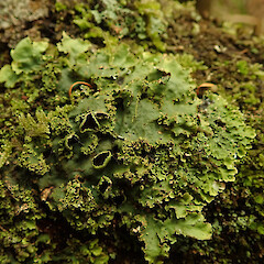 Pseudocyphellaria montagnei