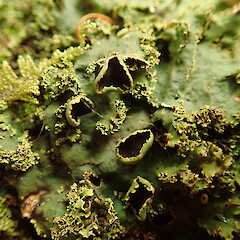 Corticolous, Waima Far North.<br>Photographer: Marley Ford, Date taken: 16/02/2020, Licence: <a target='_blank' href='https://creativecommons.org/licenses/by/4.0'>CC BY</a>. <a class='member-message' href='/nzpcn/why-join-nzpcn/' target='_blank'>Members can view a larger version of this image.</a>