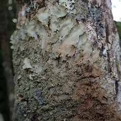 Corticolous, Henderson Auckland.<br>Photographer: Marley Ford, Date taken: 14/04/2019, Licence: <a target='_blank' href='https://creativecommons.org/licenses/by/4.0'>CC BY</a>. <a class='member-message' href='/nzpcn/why-join-nzpcn/' target='_blank'>Members can view a larger version of this image.</a>