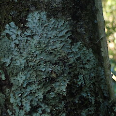Corticolous, Dome Valley Auckland.<br>Photographer: Marley Ford, Date taken: 07/11/2019, Licence: <a target='_blank' href='https://creativecommons.org/licenses/by-nc/4.0'>CC BY-NC</a>. <a class='member-message' href='/nzpcn/why-join-nzpcn/' target='_blank'>Members can view a larger version of this image.</a>