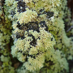 Denniston.<br>Photographer: Melissa Hutchison, Date taken: 04/06/2022, Licence: <a target='_blank' href='https://creativecommons.org/licenses/by-nc/4.0'>CC BY-NC</a>. <a class='member-message' href='/nzpcn/why-join-nzpcn/' target='_blank'>Members can view a larger version of this image.</a>