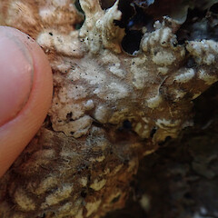 Corticolous on kahikatea in swamp forest, Omana Kaipara.<br>Photographer: Marley Ford, Date taken: 20/11/2020, Licence: <a target='_blank' href='https://creativecommons.org/licenses/by/4.0'>CC BY</a>. <a class='member-message' href='/nzpcn/why-join-nzpcn/' target='_blank'>Members can view a larger version of this image.</a>
