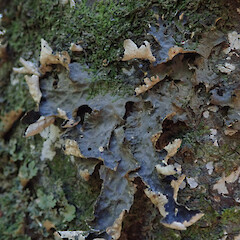 Corticolous on kahikatea in swamp forest, Omana Kaipara.<br>Photographer: Marley Ford, Date taken: 20/11/2020, Licence: <a target='_blank' href='https://creativecommons.org/licenses/by/4.0'>CC BY</a>. <a class='member-message' href='/nzpcn/why-join-nzpcn/' target='_blank'>Members can view a larger version of this image.</a>