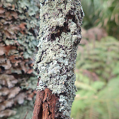 Corticolous on rata (Metrosideros perforata), Waimamaku Far North.<br>Photographer: Marley Ford, Date taken: 26/03/2021, Licence: <a target='_blank' href='https://creativecommons.org/licenses/by/4.0'>CC BY</a>. <a class='member-message' href='/nzpcn/why-join-nzpcn/' target='_blank'>Members can view a larger version of this image.</a>