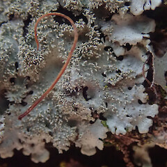 Rare on pohutukawa branches overhanging mudflats, Westmere Auckland.<br>Photographer: Marley Ford, Date taken: 05/09/2021, Licence: <a target='_blank' href='https://creativecommons.org/licenses/by/4.0'>CC BY</a>. <a class='member-message' href='/nzpcn/why-join-nzpcn/' target='_blank'>Members can view a larger version of this image.</a>