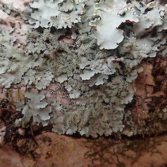 Rare on pohutukawa branches overhanging mudflats, Westmere Auckland.<br>Photographer: Marley Ford, Date taken: 05/09/2021, Licence: <a target='_blank' href='https://creativecommons.org/licenses/by/4.0'>CC BY</a>. <a class='member-message' href='/nzpcn/why-join-nzpcn/' target='_blank'>Members can view a larger version of this image.</a>