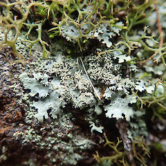 Occasional lichen in cloud forest, Whangarei Heads Northland.<br>Photographer: Marley Ford, Date taken: 04/11/2022, Licence: <a target='_blank' href='https://creativecommons.org/licenses/by/4.0'>CC BY</a>. <a class='member-message' href='/nzpcn/why-join-nzpcn/' target='_blank'>Members can view a larger version of this image.</a>