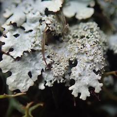 Occasional lichen in cloud forest, Whangarei Heads Northland.<br>Photographer: Marley Ford, Date taken: 04/11/2020, Licence: <a target='_blank' href='https://creativecommons.org/licenses/by/4.0'>CC BY</a>. <a class='member-message' href='/nzpcn/why-join-nzpcn/' target='_blank'>Members can view a larger version of this image.</a>
